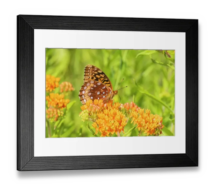 Framed Print : Great spangled fritillary on butterfly milkweed, Marion County, Illinois Framed Print : Great spangled fritillary on butterfly milkweed, Marion County, Illinois