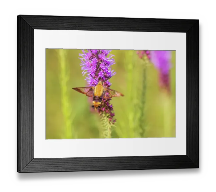 Framed Print : Snowberry clearwing moth on prairie blazing star, Effingham County, Illinois Framed Print : Snowberry clearwing moth on prairie blazing star, Effingham County, Illinois