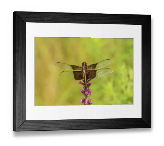 Framed Print : Widow skimmer, female on prairie blazing star, Rock Cave Nature Preserve, Effingham County, Illinois