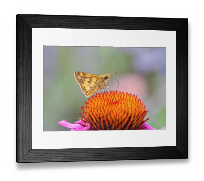 Framed Print : Peck's skipper on purple coneflower, Marion County, Illinois Framed Print : Peck's skipper on purple coneflower, Marion County, Illinois