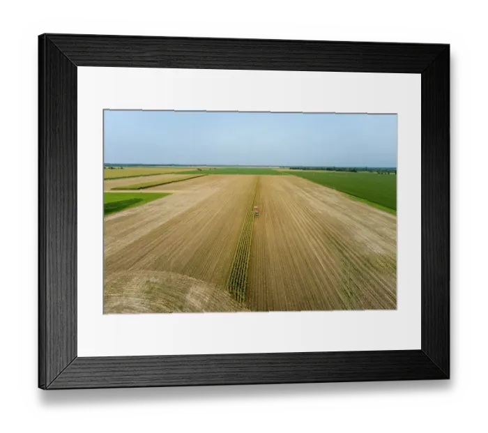 Framed Print : Aerial view of farmer cutting corn silage for cattle feed, Marion County, Illinois. (Editorial Use Only) Framed Print : Aerial view of farmer cutting corn silage for cattle feed, Marion County, Illinois. (Editorial Use Only)
