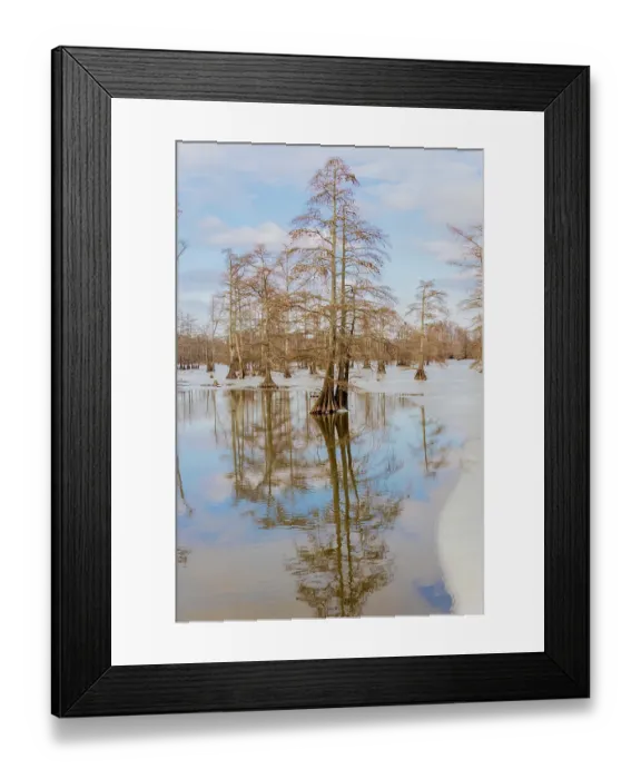 Framed Print : Cypress trees in winter, Horseshoe Lake State Fish and Wildlife Area, Alexander County, Illinois Framed Print : Cypress trees in winter, Horseshoe Lake State Fish and Wildlife Area, Alexander County, Illinois