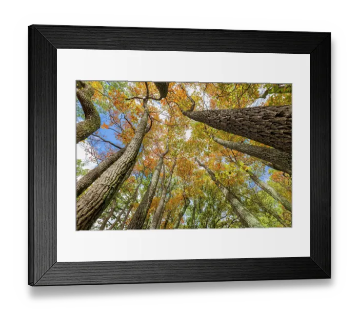 Framed Print : Fall color sassafras trees, Stephen A. Forbes State Park, Marion County, Illinois