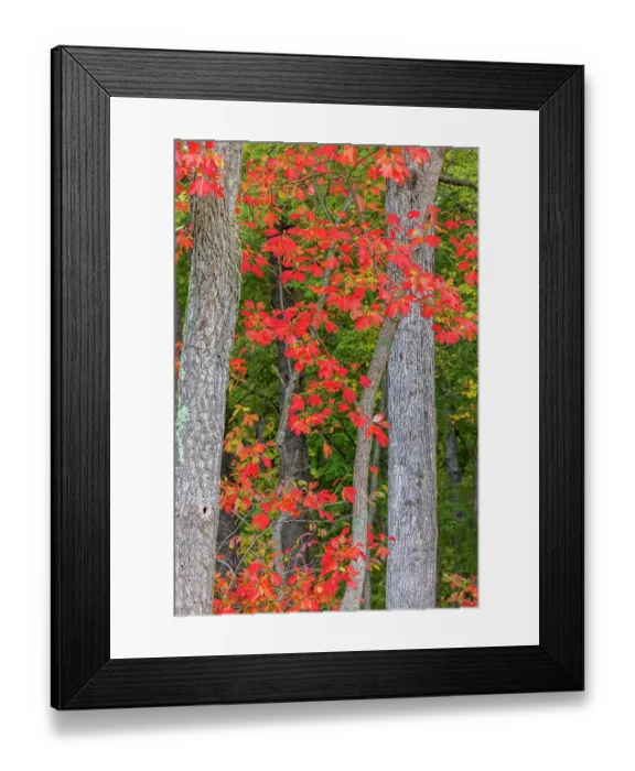 Framed Print : Fall color sassafras trees, Stephen A. Forbes State Park, Marion County, Illinois