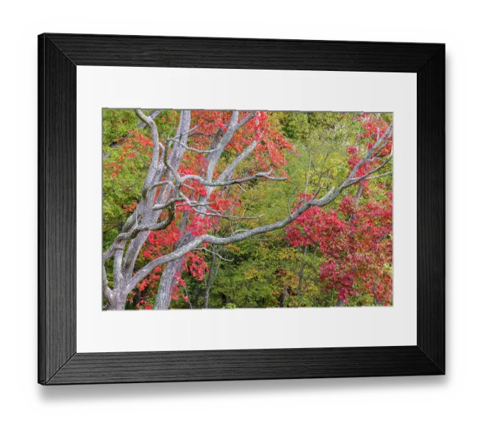Framed Print : Fall color sassafras trees, Stephen A. Forbes State Park, Marion County, Illinois