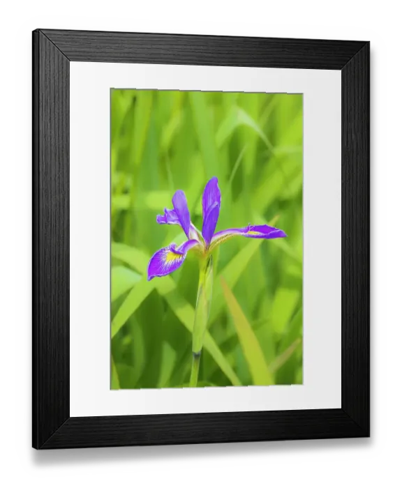 Framed Print : Blue flag iris in wetland, Marion County, Illinois