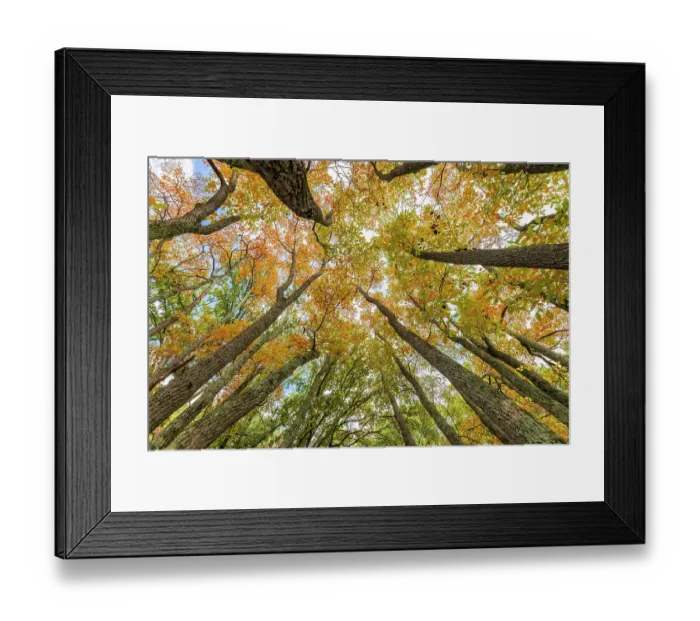 Framed Print : Fall color sassafras trees, Stephen A. Forbes State Park, Marion County, Illinois Framed Print : Fall color sassafras trees, Stephen A. Forbes State Park, Marion County, Illinois