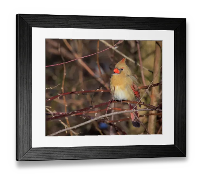 Framed Print : USA, Indiana, Indianapolis. Female northern cardinal in winter. ©Wendy Kaveney / Jaynes Gallery / DanitaDelimont.com Framed Print : USA, Indiana, Indianapolis. Female northern cardinal in winter. ©Wendy Kaveney / Jaynes Gallery / DanitaDelimont.com