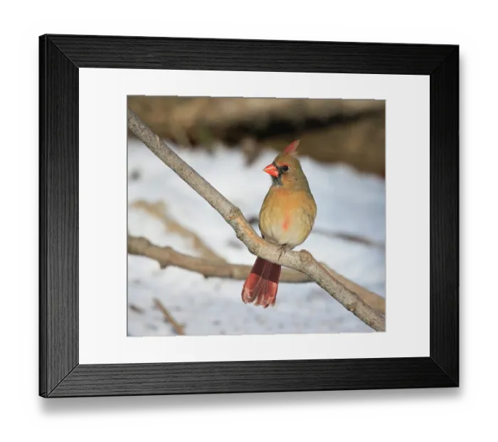 Framed Print : USA, Indiana, Indianapolis. Female northern cardinal in winter. ©Wendy Kaveney / Jaynes Gallery / DanitaDelimont.com Framed Print : USA, Indiana, Indianapolis. Female northern cardinal in winter. ©Wendy Kaveney / Jaynes Gallery / DanitaDelimont.com