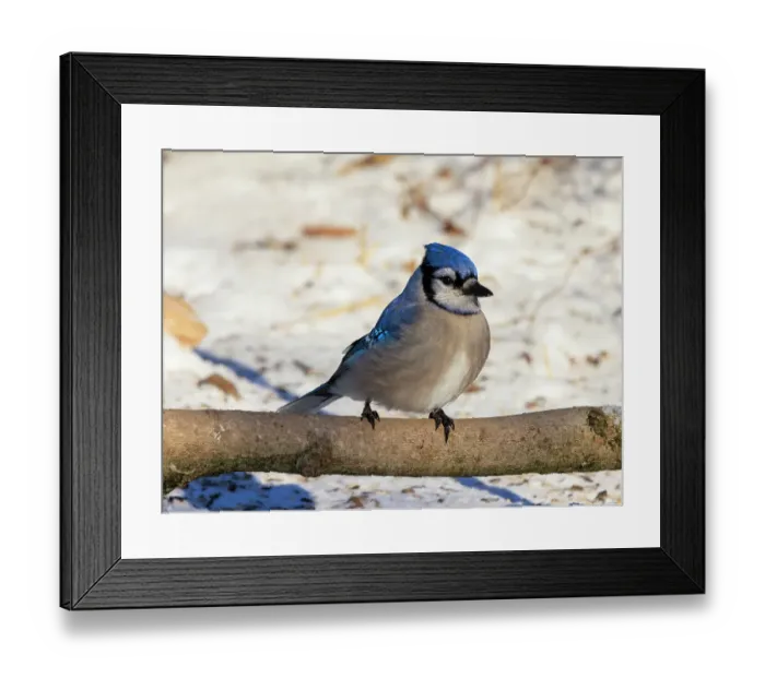 Framed Print : USA, Indiana, Indianapolis. Blue jay on tree limb in winter. ©Wendy Kaveney / Jaynes Gallery / DanitaDelimont.com Framed Print : USA, Indiana, Indianapolis. Blue jay on tree limb in winter. ©Wendy Kaveney / Jaynes Gallery / DanitaDelimont.com