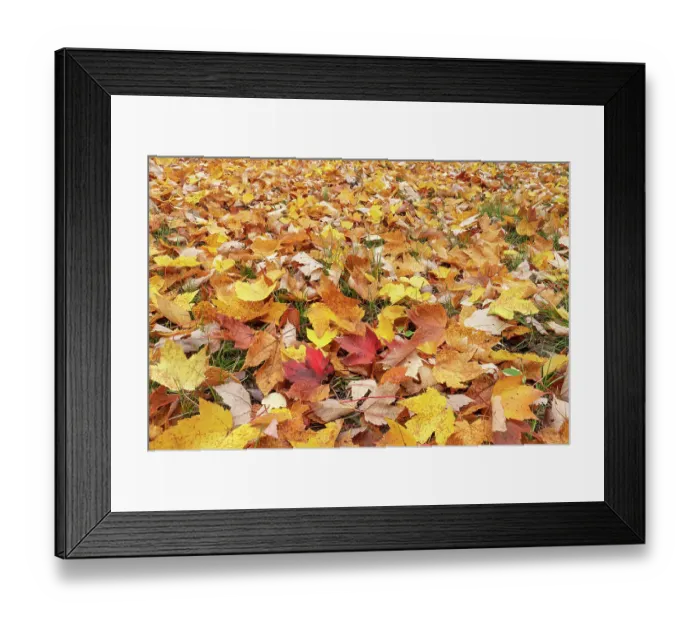 Framed Print : USA, Michigan, Ottawa National Forest. Close-up of fallen maple leaves on ground. ©Don Grall / Jaynes Gallery / DanitaDelimont.com Framed Print : USA, Michigan, Ottawa National Forest. Close-up of fallen maple leaves on ground. ©Don Grall / Jaynes Gallery / DanitaDelimont.com