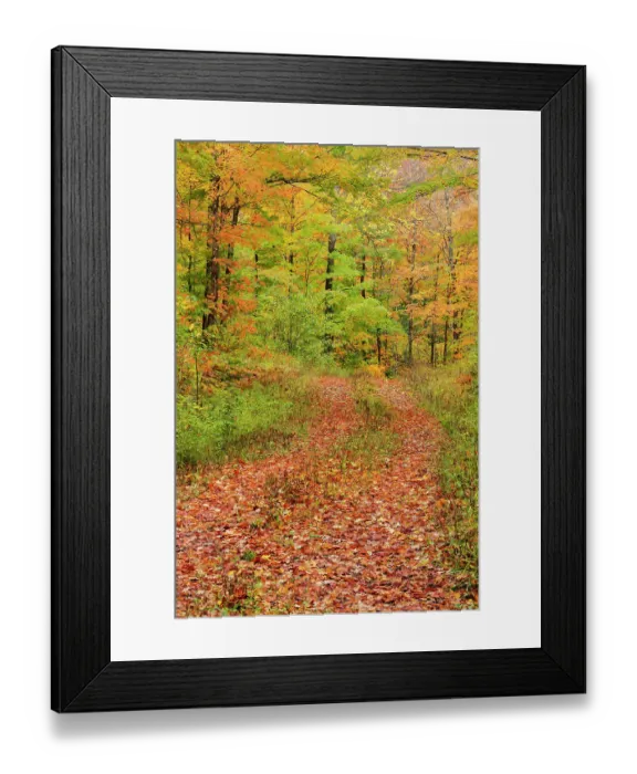 Framed Print : USA, Michigan, Ottawa National Forest. Trail in autumn-colored forest. ©Don Grall / Jaynes Gallery / DanitaDelimont.com Framed Print : USA, Michigan, Ottawa National Forest. Trail in autumn-colored forest. ©Don Grall / Jaynes Gallery / DanitaDelimont.com