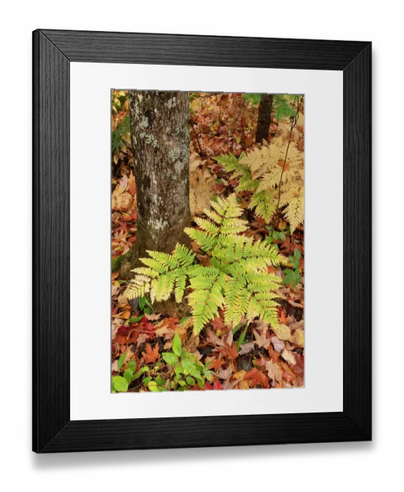 Framed Print : USA, Michigan, Ottawa National Forest. Bracken fern in autumn. ©Don Grall / Jaynes Gallery / DanitaDelimont.com Framed Print : USA, Michigan, Ottawa National Forest. Bracken fern in autumn. ©Don Grall / Jaynes Gallery / DanitaDelimont.com