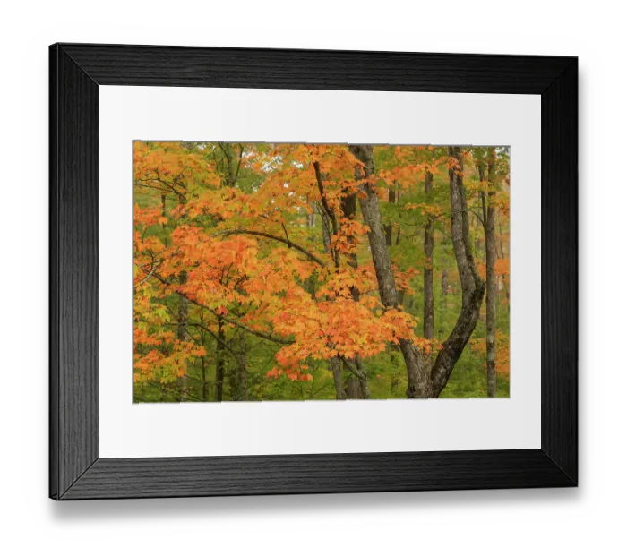 Framed Print : USA, Michigan, Ottawa National Forest. Scenic of maple leaves in autumn. ©Don Grall / Jaynes Gallery / DanitaDelimont.com Framed Print : USA, Michigan, Ottawa National Forest. Scenic of maple leaves in autumn. ©Don Grall / Jaynes Gallery / DanitaDelimont.com