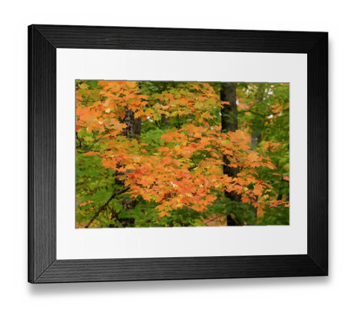 Framed Print : USA, Michigan, Ottawa National Forest. Close-up of maple leaves in autumn. ©Don Grall / Jaynes Gallery / DanitaDelimont.com Framed Print : USA, Michigan, Ottawa National Forest. Close-up of maple leaves in autumn. ©Don Grall / Jaynes Gallery / DanitaDelimont.com