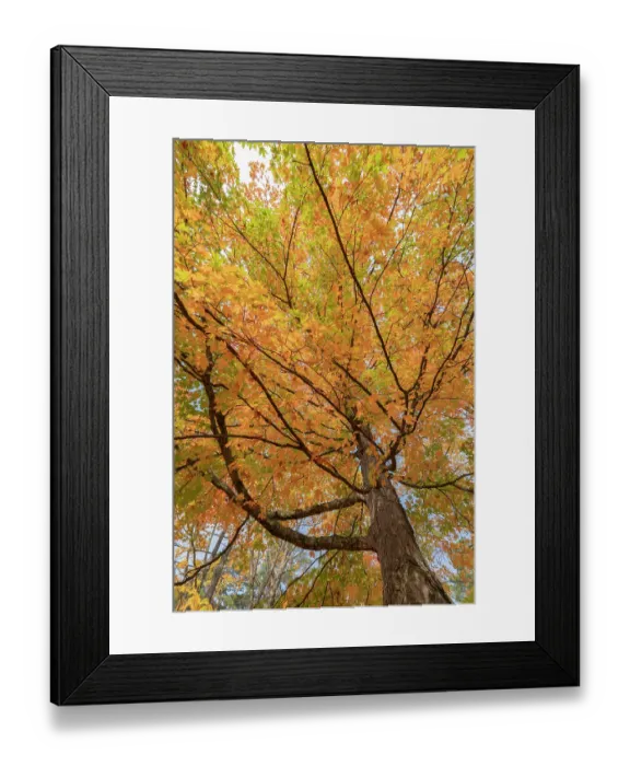Framed Print : USA, Michigan, Ottawa National Forest. Scenic of maple tree foliage in autumn. ©Don Grall / Jaynes Gallery / DanitaDelimont.com Framed Print : USA, Michigan, Ottawa National Forest. Scenic of maple tree foliage in autumn. ©Don Grall / Jaynes Gallery / DanitaDelimont.com