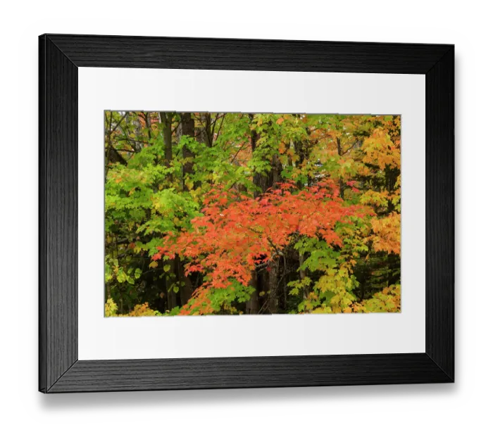 Framed Print : USA, Michigan, Ottawa National Forest. Scenic of maple leaves in autumn. ©Don Grall / Jaynes Gallery / DanitaDelimont.com Framed Print : USA, Michigan, Ottawa National Forest. Scenic of maple leaves in autumn. ©Don Grall / Jaynes Gallery / DanitaDelimont.com