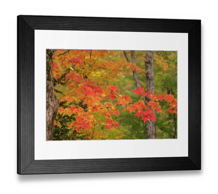 Framed Print : USA, Michigan, Ottawa National Forest. Close-up of maple leaves in autumn. ©Don Grall  /  Jaynes Gallery  /  DanitaDelimont.com