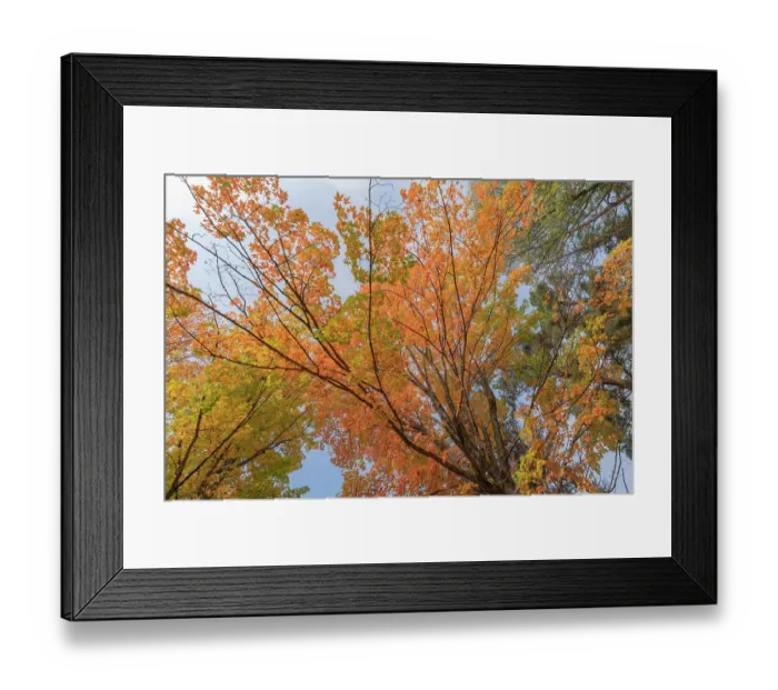 Framed Print : USA, Michigan, Ottawa National Forest. Scenic of maple leaves in autumn. ©Don Grall / Jaynes Gallery / DanitaDelimont.com Framed Print : USA, Michigan, Ottawa National Forest. Scenic of maple leaves in autumn. ©Don Grall / Jaynes Gallery / DanitaDelimont.com