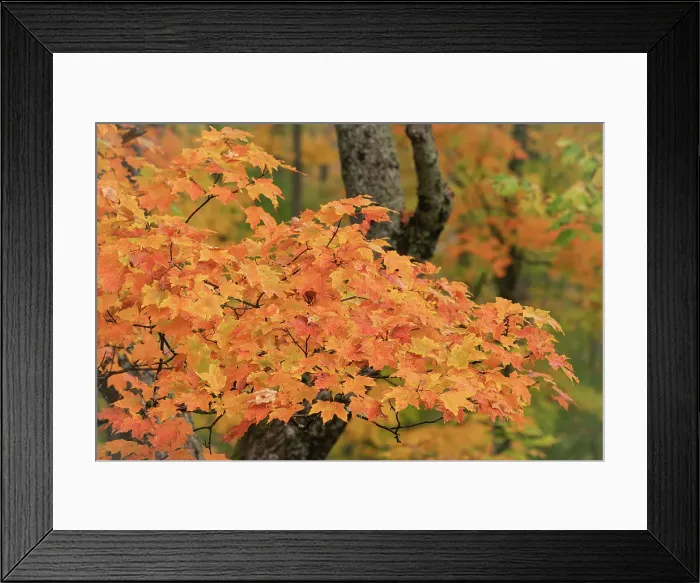 Framed Print : USA, Michigan, Ottawa National Forest. Close-up of maple leaves in autumn. ©Don Grall / Jaynes Gallery / DanitaDelimont.com Framed Print : USA, Michigan, Ottawa National Forest. Close-up of maple leaves in autumn. ©Don Grall / Jaynes Gallery / DanitaDelimont.com