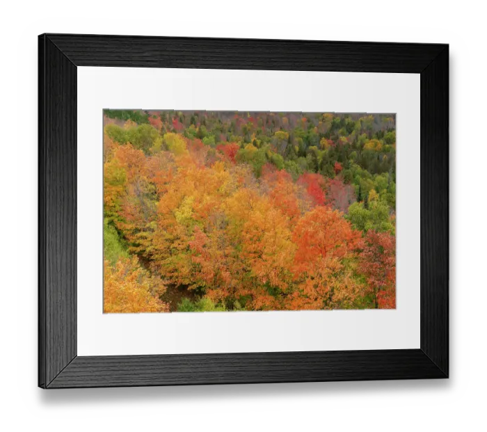 Framed Print : USA, Minnesota, Superior National Forest. Autumn forest colors. ©Don Grall / Jaynes Gallery / DanitaDelimont.com Framed Print : USA, Minnesota, Superior National Forest. Autumn forest colors. ©Don Grall / Jaynes Gallery / DanitaDelimont.com