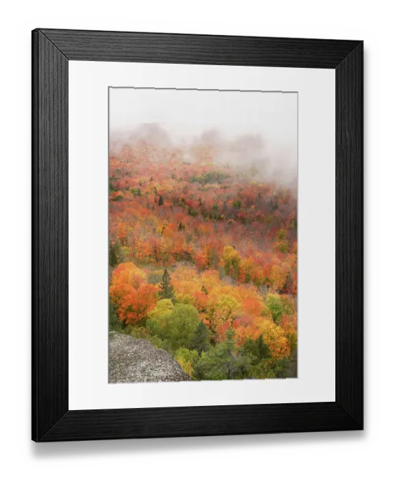 Framed Print : USA, Minnesota, Superior National Forest. Autumn forest colors and fog. ©Don Grall  /  Jaynes Gallery  /  DanitaDelimont.com