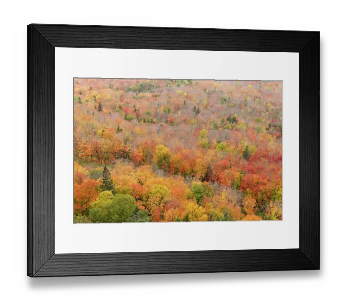 Framed Print : USA, Minnesota, Superior National Forest. Autumn forest colors. ©Don Grall  /  Jaynes Gallery  /  DanitaDelimont.com