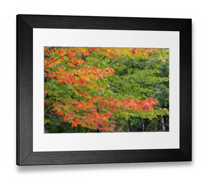 Framed Print : USA, Minnesota, Superior National Forest. Autumn colors in maple tree. ©Don Grall / Jaynes Gallery / DanitaDelimont.com Framed Print : USA, Minnesota, Superior National Forest. Autumn colors in maple tree. ©Don Grall / Jaynes Gallery / DanitaDelimont.com