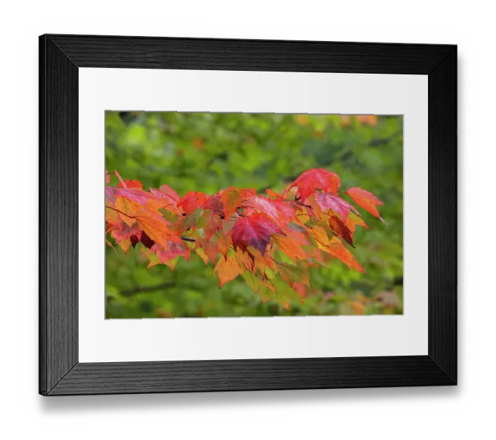 Framed Print : USA, Minnesota, Superior National Forest. Autumn colors in maple tree. ©Don Grall  /  Jaynes Gallery  /  DanitaDelimont.com