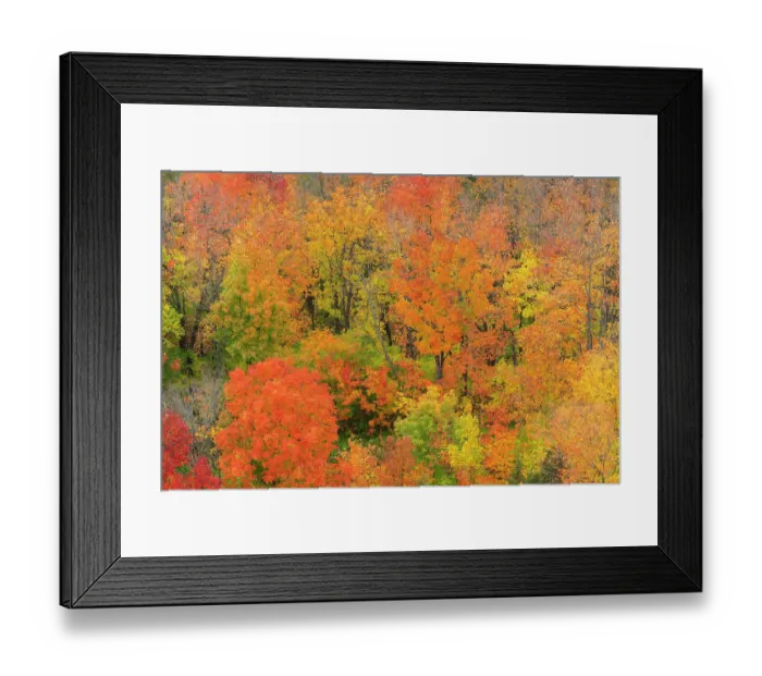 Framed Print : USA, Minnesota, Superior National Forest. Autumn forest colors. ©Don Grall  /  Jaynes Gallery  /  DanitaDelimont.com