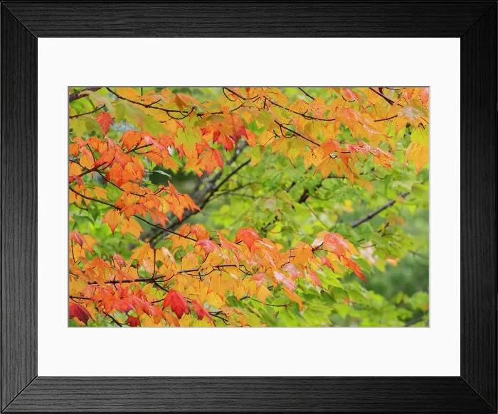 Framed Print : USA, Minnesota, Superior National Forest. Autumn colors in maple tree. ©Don Grall / Jaynes Gallery / DanitaDelimont.com Framed Print : USA, Minnesota, Superior National Forest. Autumn colors in maple tree. ©Don Grall / Jaynes Gallery / DanitaDelimont.com