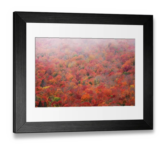 Framed Print : USA, Minnesota, Superior National Forest. Autumn forest colors and fog. ©Don Grall / Jaynes Gallery / DanitaDelimont.com Framed Print : USA, Minnesota, Superior National Forest. Autumn forest colors and fog. ©Don Grall / Jaynes Gallery / DanitaDelimont.com
