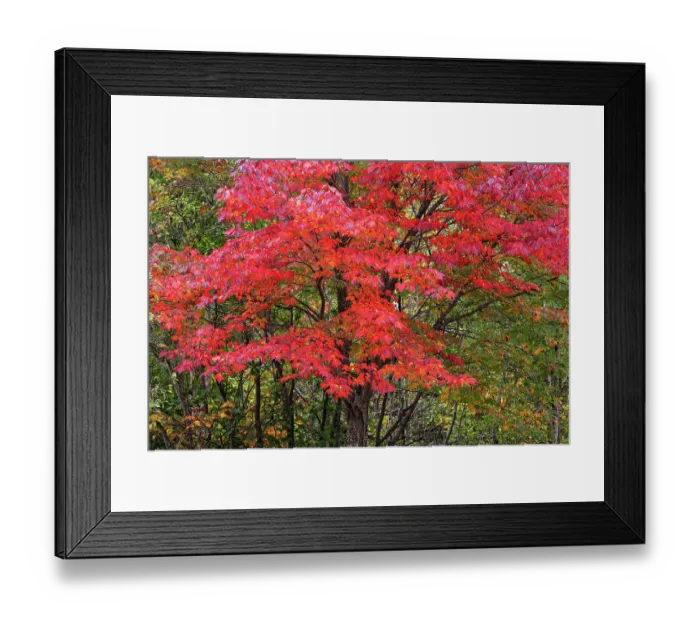 Framed Print : USA, Minnesota, Superior National Forest. Autumn colors in maple tree. ©Don Grall / Jaynes Gallery / DanitaDelimont.com Framed Print : USA, Minnesota, Superior National Forest. Autumn colors in maple tree. ©Don Grall / Jaynes Gallery / DanitaDelimont.com