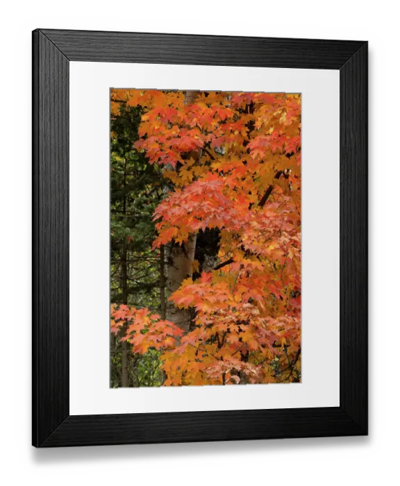 Framed Print : USA, Minnesota, Superior National Forest. Autumn colors in maple tree. ©Don Grall / Jaynes Gallery / DanitaDelimont.com Framed Print : USA, Minnesota, Superior National Forest. Autumn colors in maple tree. ©Don Grall / Jaynes Gallery / DanitaDelimont.com