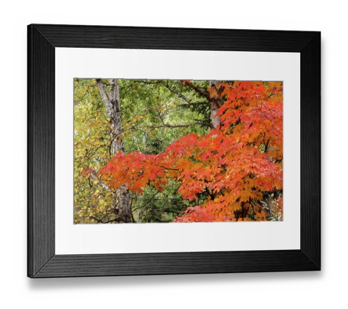Framed Print : USA, Minnesota, Superior National Forest. Autumn colors in maple tree. ©Don Grall / Jaynes Gallery / DanitaDelimont.com Framed Print : USA, Minnesota, Superior National Forest. Autumn colors in maple tree. ©Don Grall / Jaynes Gallery / DanitaDelimont.com