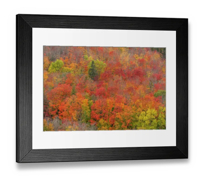 Framed Print : USA, Minnesota, Superior National Forest. Autumn forest colors. ©Don Grall / Jaynes Gallery / DanitaDelimont.com Framed Print : USA, Minnesota, Superior National Forest. Autumn forest colors. ©Don Grall / Jaynes Gallery / DanitaDelimont.com