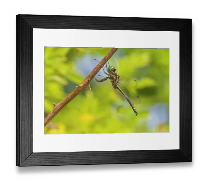 Framed Print : Hine's emerald, male. Johnson's Shut-Ins State Park, Reynolds County, Missouri Framed Print : Hine's emerald, male. Johnson's Shut-Ins State Park, Reynolds County, Missouri