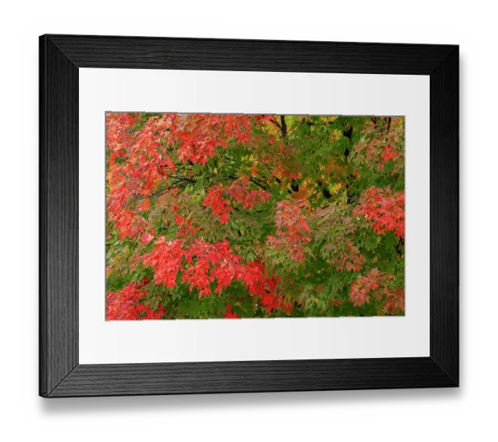 Framed Print : USA, Minnesota, Superior National Forest. Autumn colors in maple tree. ©Don Grall  /  Jaynes Gallery  /  DanitaDelimont.com