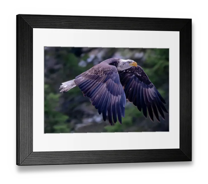 Framed Print : Bald eagle in flight in Glacier National Park, Montana, USA Framed Print : Bald eagle in flight in Glacier National Park, Montana, USA