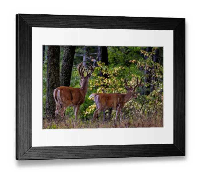 Framed Print : Pair of whitetail deer bucks in woods of Whitefish, Montana, USA Framed Print : Pair of whitetail deer bucks in woods of Whitefish, Montana, USA