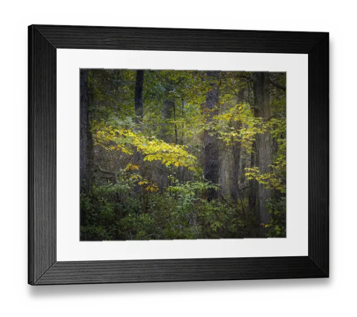 Framed Print : USA, New Jersey, Pine Barrens National Preserve. Forest scenic in autumn. ©Jay O'Brien  /  Jaynes Gallery  /  DanitaDelimont.com