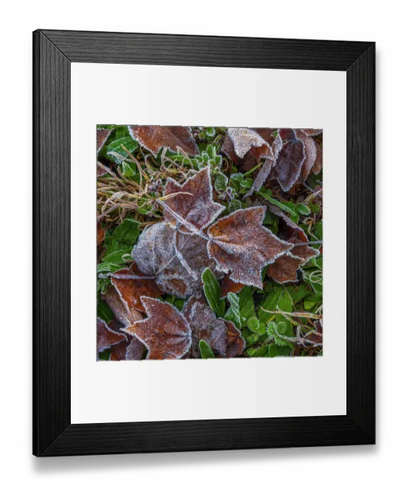 Framed Print : USA, New Jersey, Pine Barrens National Preserve. Close-up of frosty fallen leaves. ©Jay O'Brien  /  Jaynes Gallery  /  DanitaDelimont.com