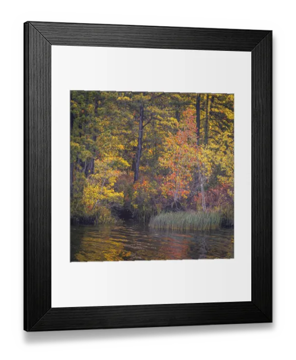 Framed Print : USA, New Jersey, Pine Barrens National Preserve. Autumn forest reflected in pond. ©Jay O'Brien / Jaynes Gallery / DanitaDelimont.com Framed Print : USA, New Jersey, Pine Barrens National Preserve. Autumn forest reflected in pond. ©Jay O'Brien / Jaynes Gallery / DanitaDelimont.com