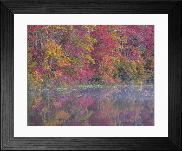 Framed Print : USA, New Jersey, Pine Barrens National Preserve. Autumn forest reflected in pond. ©Jay O'Brien  /  Jaynes Gallery  /  DanitaDelimont.com