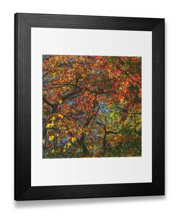 Framed Print : USA, New Jersey, Pine Barrens National Preserve. Forest scenic in autumn. ©Jay O'Brien  /  Jaynes Gallery  /  DanitaDelimont.com