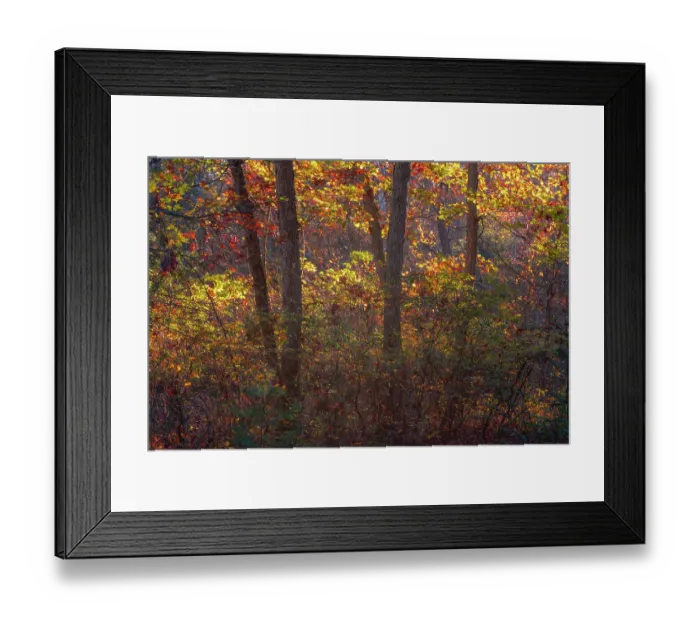 Framed Print : USA, New Jersey, Pine Barrens National Preserve. Forest scenic in autumn. ©Jay O'Brien / Jaynes Gallery / DanitaDelimont.com Framed Print : USA, New Jersey, Pine Barrens National Preserve. Forest scenic in autumn. ©Jay O'Brien / Jaynes Gallery / DanitaDelimont.com