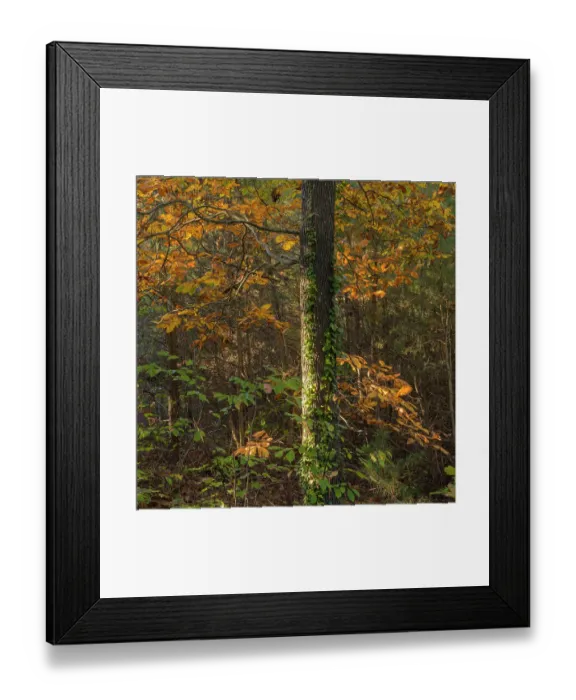 Framed Print : USA, New Jersey, Pine Barrens National Preserve. Forest scenic in autumn. ©Jay O'Brien  /  Jaynes Gallery  /  DanitaDelimont.com