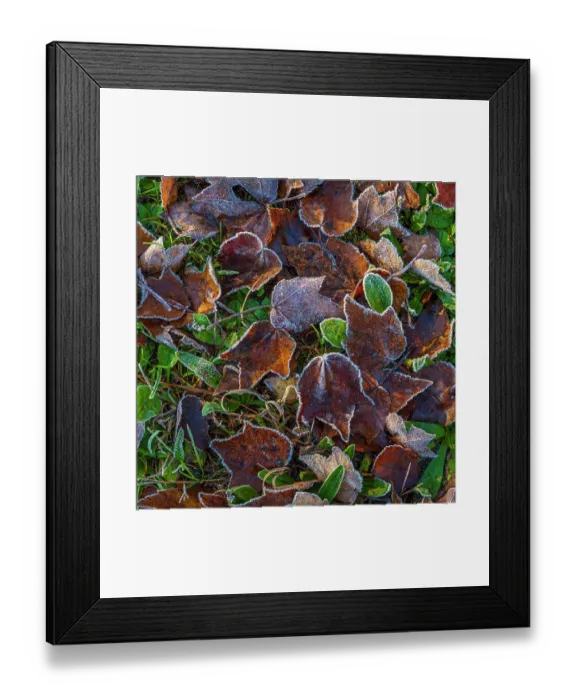 Framed Print : USA, New Jersey, Pine Barrens National Preserve. Close-up of frosty fallen leaves. ©Jay O'Brien / Jaynes Gallery / DanitaDelimont.com Framed Print : USA, New Jersey, Pine Barrens National Preserve. Close-up of frosty fallen leaves. ©Jay O'Brien / Jaynes Gallery / DanitaDelimont.com