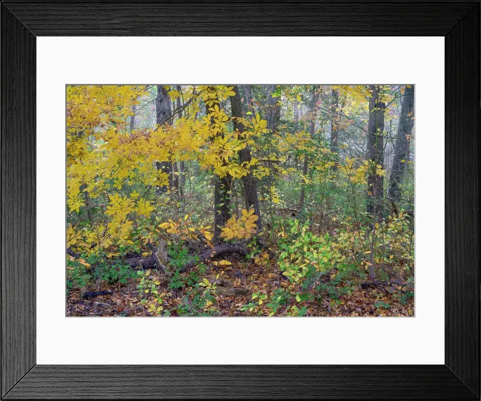Framed Print : USA, New Jersey, Pine Barrens National Preserve. Forest scenic in autumn. ©Jay O'Brien / Jaynes Gallery / DanitaDelimont.com Framed Print : USA, New Jersey, Pine Barrens National Preserve. Forest scenic in autumn. ©Jay O'Brien / Jaynes Gallery / DanitaDelimont.com
