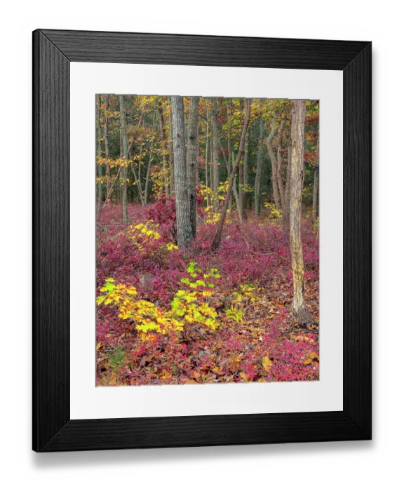 Framed Print : USA, New Jersey, Pine Barrens National Preserve. Forest scenic in autumn. ©Jay O'Brien  /  Jaynes Gallery  /  DanitaDelimont.com